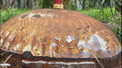 Benda Logam Mirip Kubah Ditemukan di Kebun Sawit Kotawaringin Timur