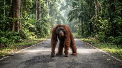 Orang Utan yang Terlihat Kebingungan di Jalan Pangkalan Bun-Kolam Dievakuasi