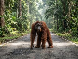 Orang Utan yang Terlihat Kebingungan di Jalan Pangkalan Bun-Kolam Dievakuasi
